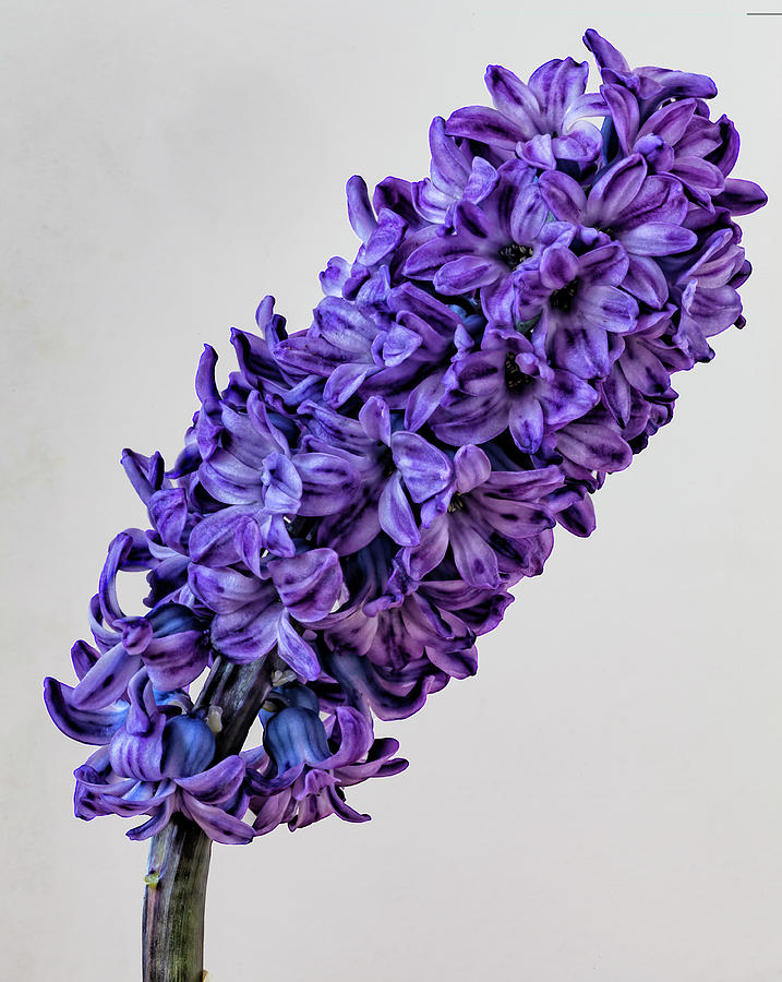 Hyacinth #8 Photograph by Robert Ullmann