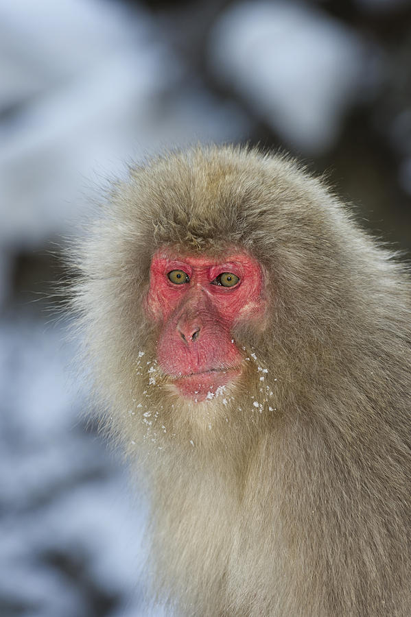 Japanese macaque or snow monkey Nagano Province Photograph by David ...