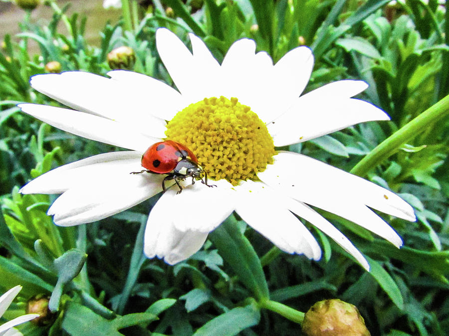 Daisy Photograph - Ladybug #8 by Cesar Vieira