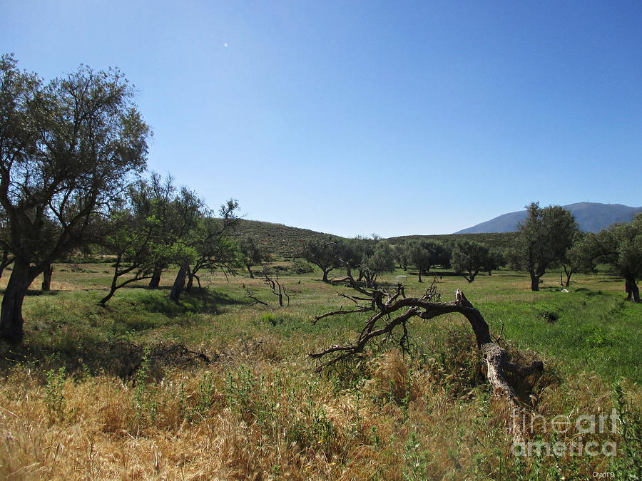 Olive and almond trees near Lanjaron Photograph by Chani Demuijlder