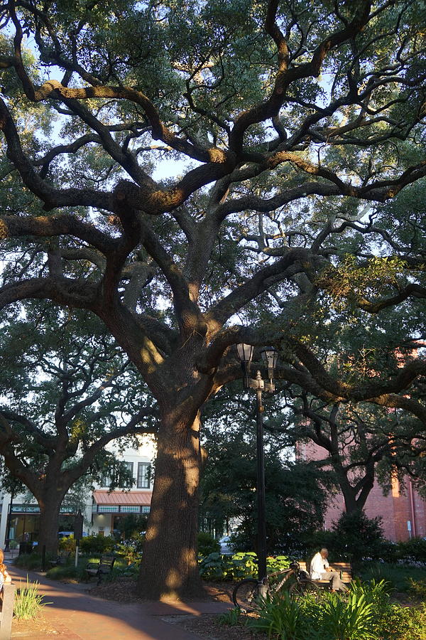 Savannah Mighty Oak Photograph by Laurie Perry