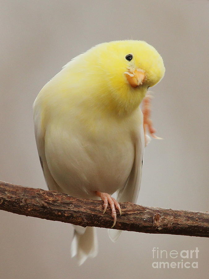 Leucistic American Goldfinch #8 Photograph by Jack  R Brock
