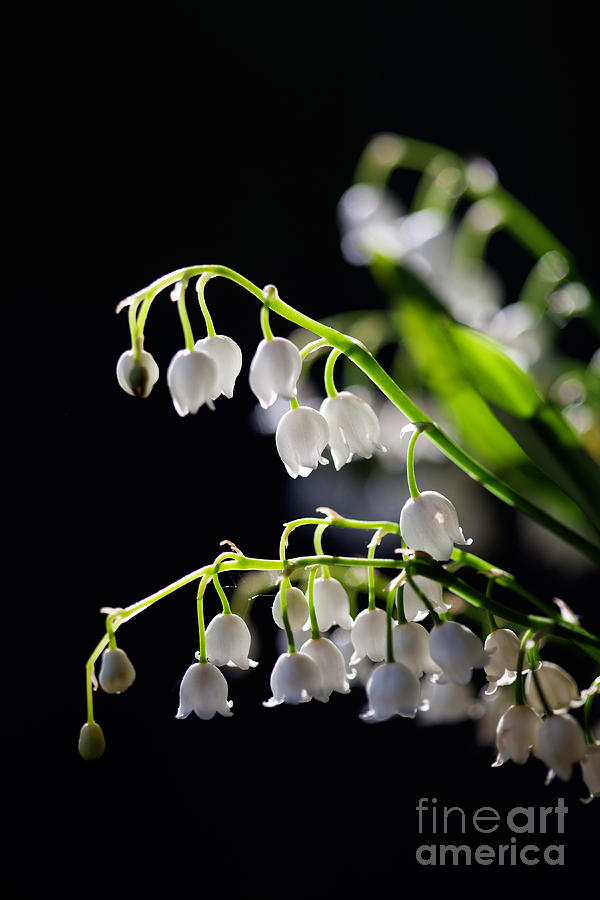 Lily of the valley #8 Photograph by Kati Finell