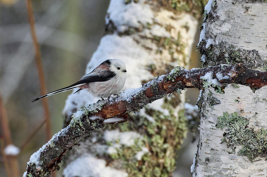 Long-tailed Tit Photograph