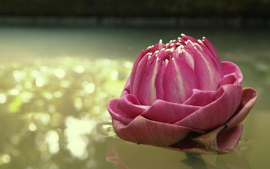 Artichoke Photograph - Lotus #8 by Jackie Russo