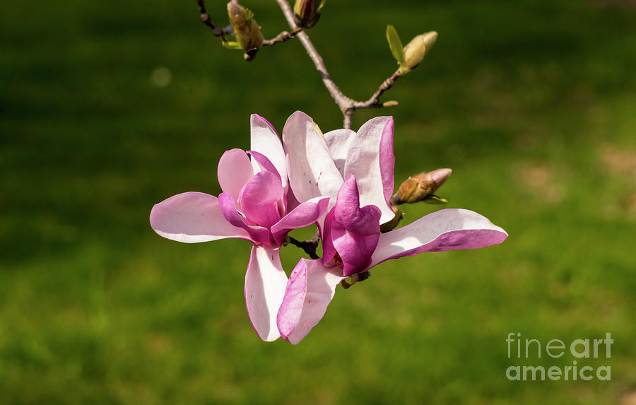 Magnolia #8 Photograph by Kevin Gladwell