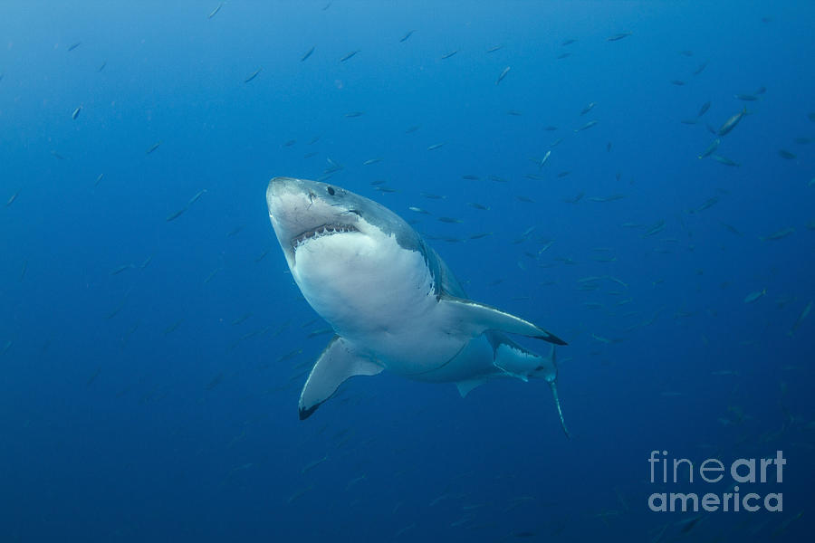 Great White Shark Photograph - Male Great White Shark, Guadalupe #8 by Todd Winner