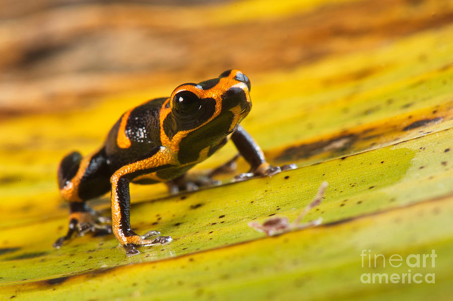 Mimic Poison Arrow Frog #8 Photograph by Francesco Tomasinelli