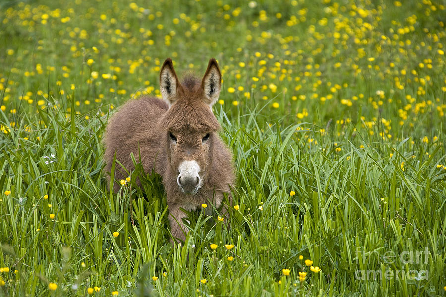 Donkey Photograph - Miniature Donkey Foal #8 by Jean-Louis Klein & Marie-Luce Hubert