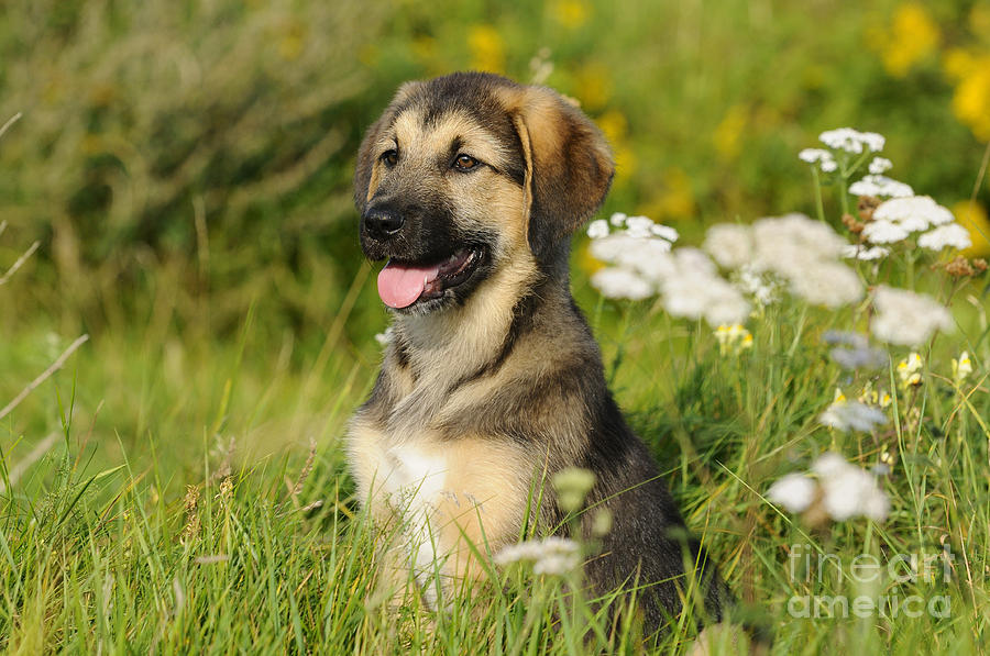 Nature Photograph - Mixed-breed Puppy #8 by David & Micha Sheldon