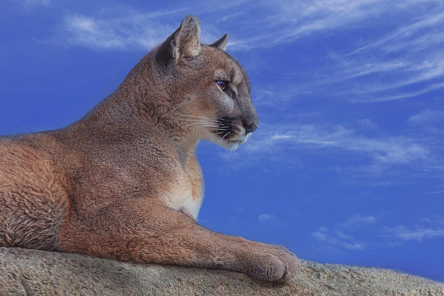 Mountain Lion  #8 Photograph by Brian Cross