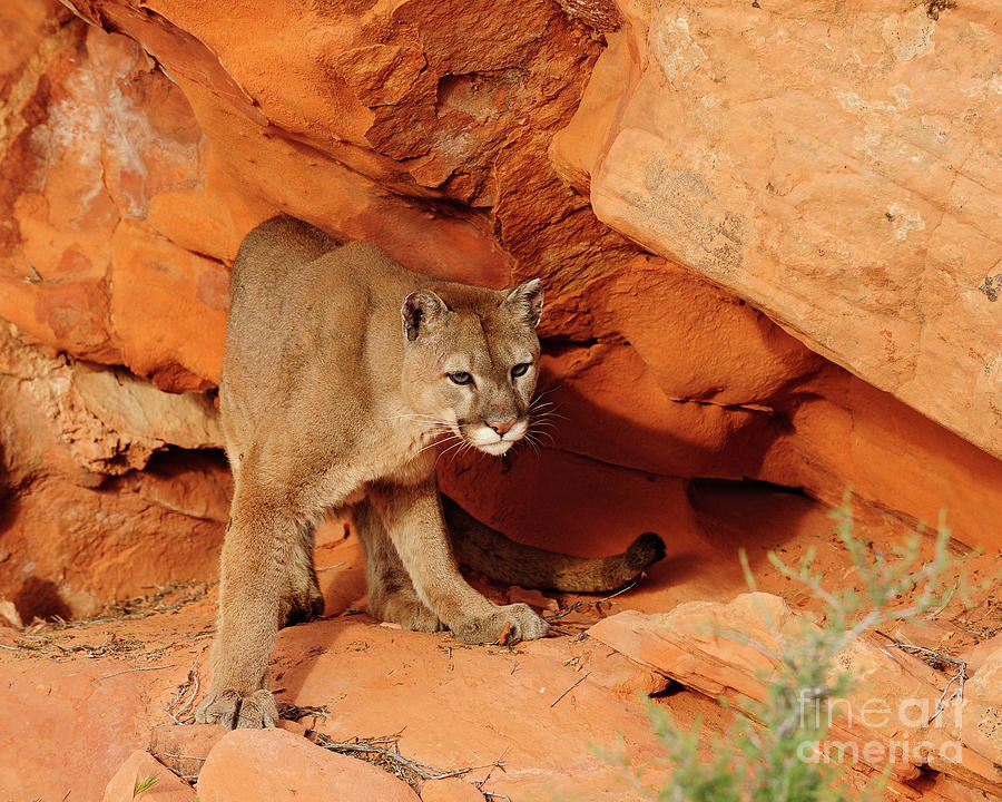 Mountain Lion  #8 Photograph by Dennis Hammer