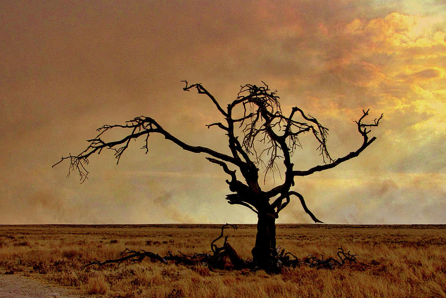Namibia #8 Photograph by Paul James Bannerman