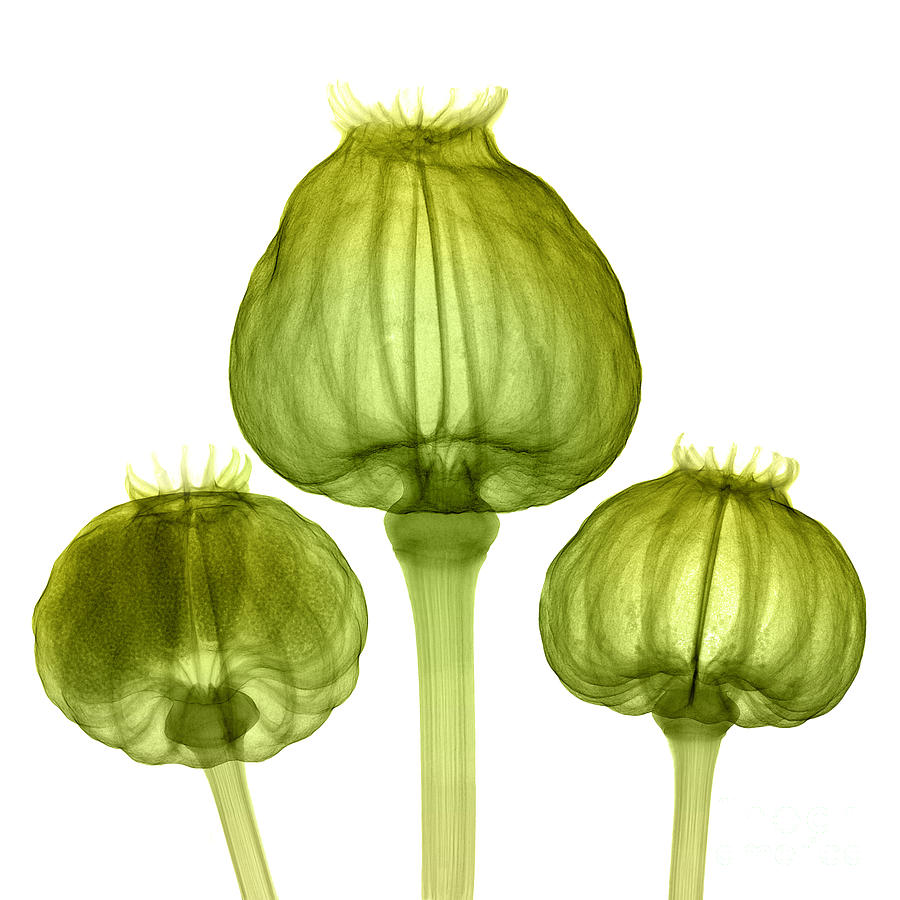 Opium Poppy Pods, X-ray Photograph by Ted Kinsman