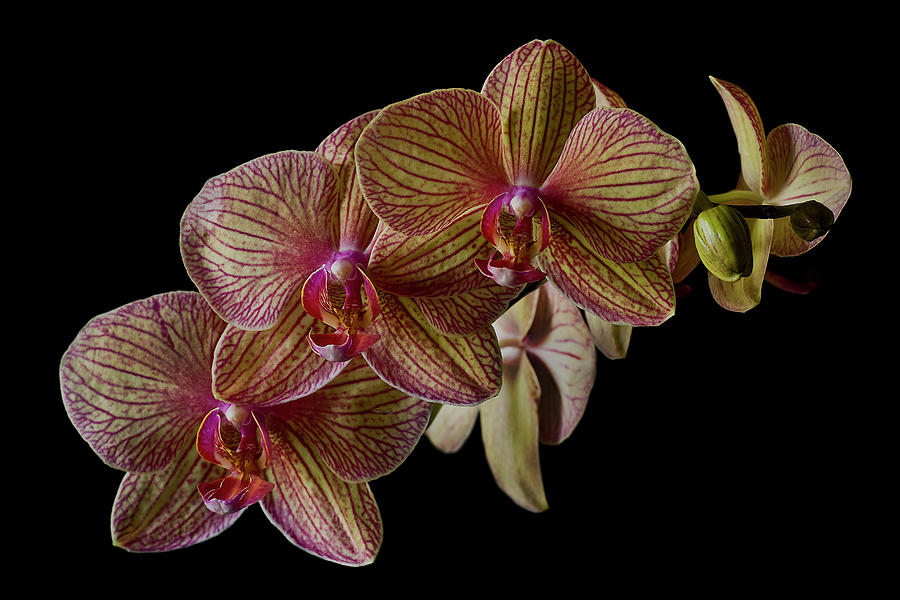 Nature Photograph - Orchids #8 by Bruce Beck