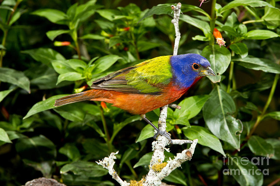 Painted Bunting #8 Photograph by Anthony Mercieca
