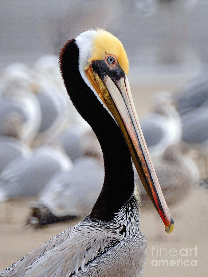 Pelican #8 Photograph by Marc Bittan