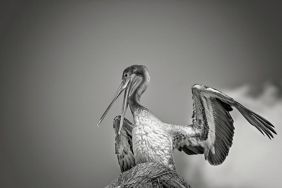 Pelican #8 Photograph by Peter Lakomy