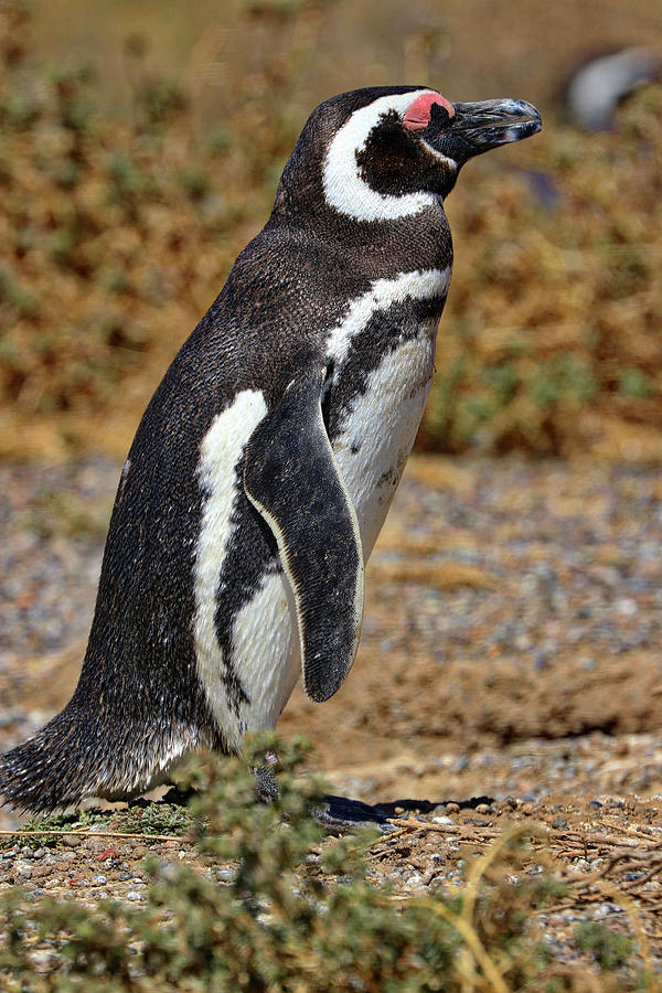 Penguins Tombo Reserve Puerto Madryn Argentina #8 Photograph by Paul James Bannerman