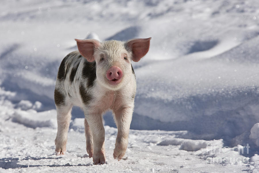 Piglet Walking In Snow #8 Photograph by Jean-Louis Klein & Marie-Luce Hubert