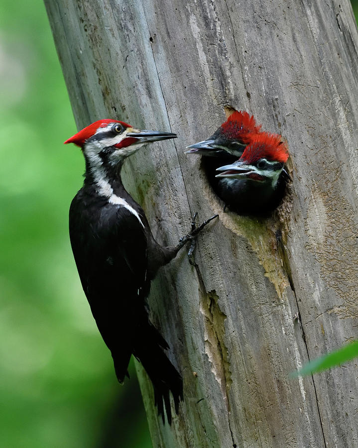 Pileated Woodpeckers At Nest Photograph