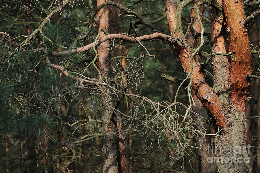 Pine Forest Photograph by Dariusz Gudowicz