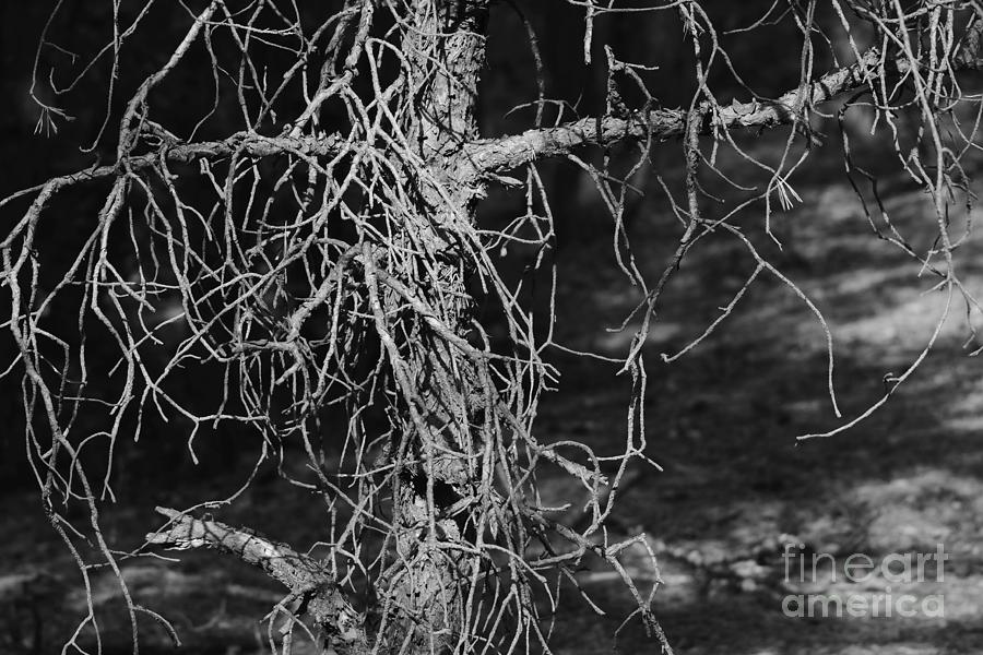 Pine Twigs #9 Photograph by Dariusz Gudowicz