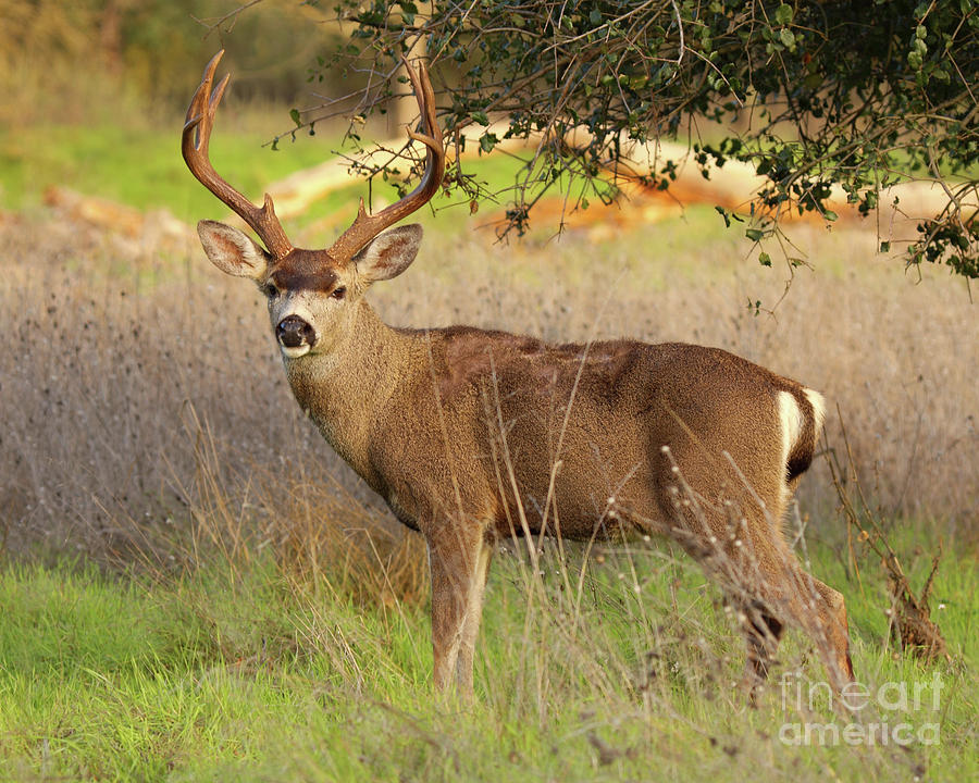 8-point Black-tailed Deer Buck Broadside Photograph by Max Allen