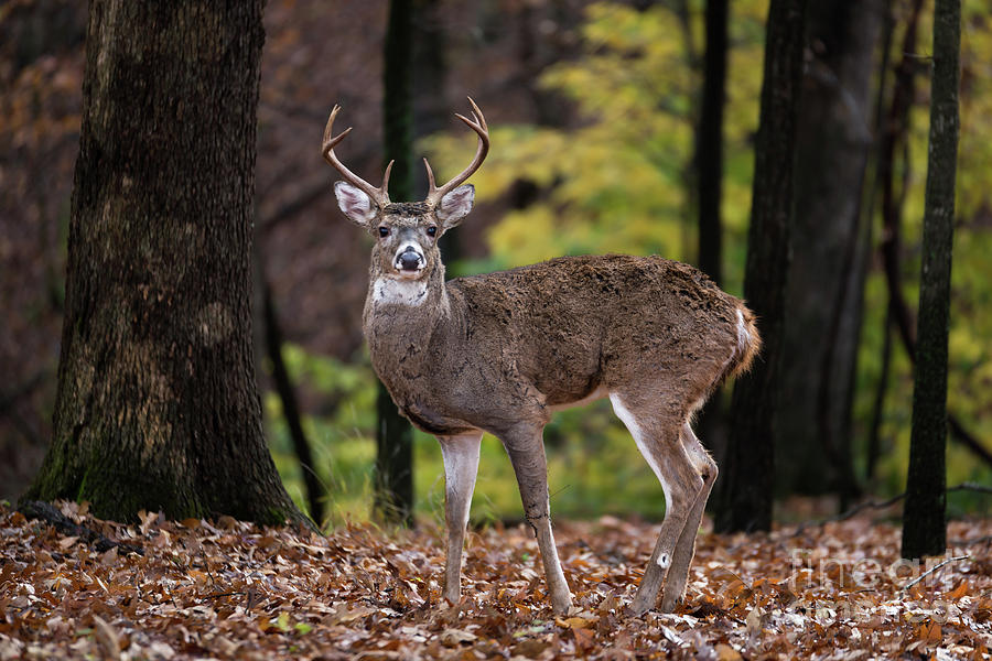 8 Point Buck Photograph by Andrea Silies