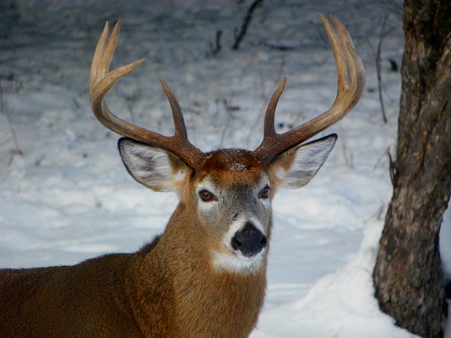 8 Point Buck Photograph By Judy Sherman Pixels