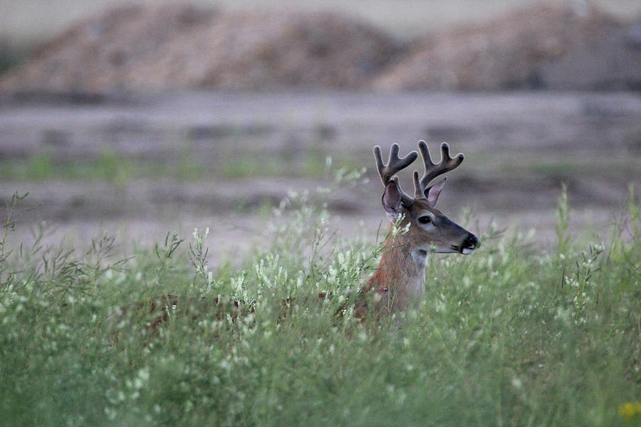 8 Point Velvet Buck at Dusk Photograph by Brook Burling