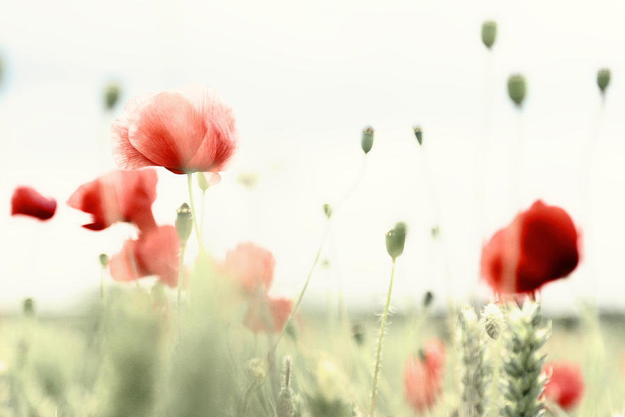Poppies #9 Photograph by Falko Follert
