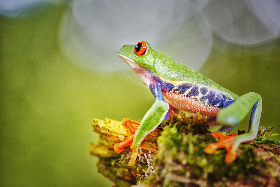 red eyed tree frog Costa Rica #8 Photograph by Dirk Ercken