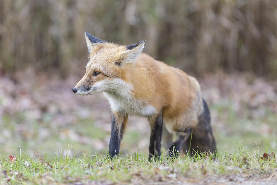 Red Fox #8 Photograph by Josef Pittner