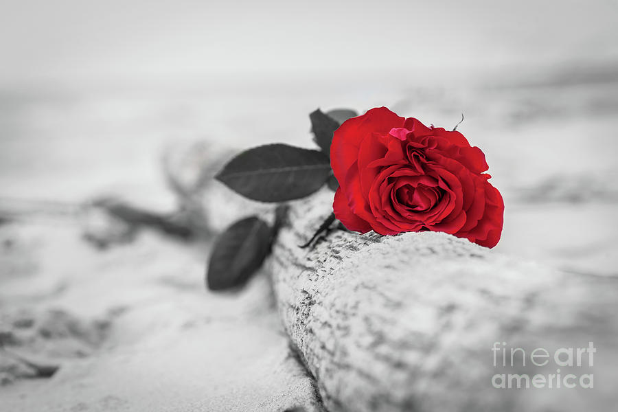 black and white photography with color roses