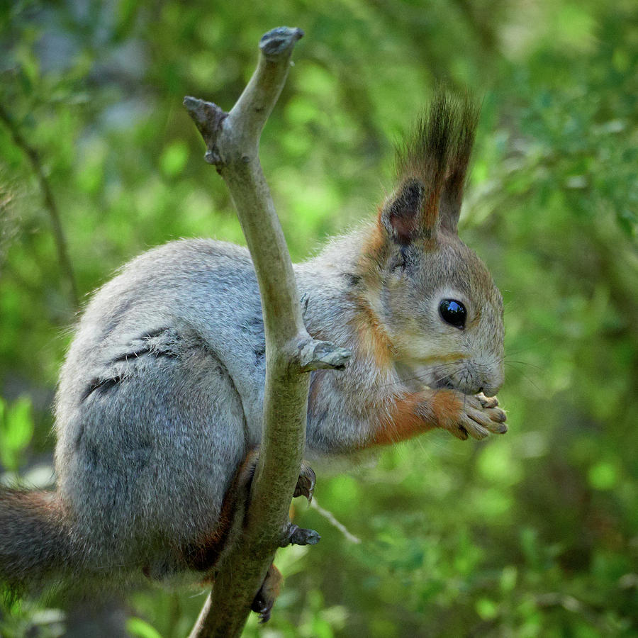 Red squirrel #8 Photograph by Jouko Lehto