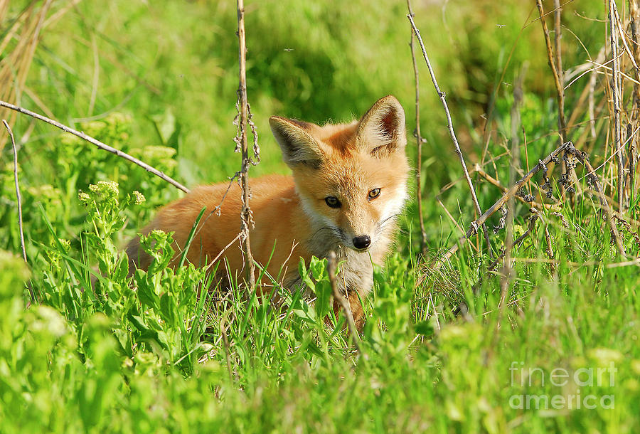 Red-Tailed Fox #8 Photograph by Dennis Hammer