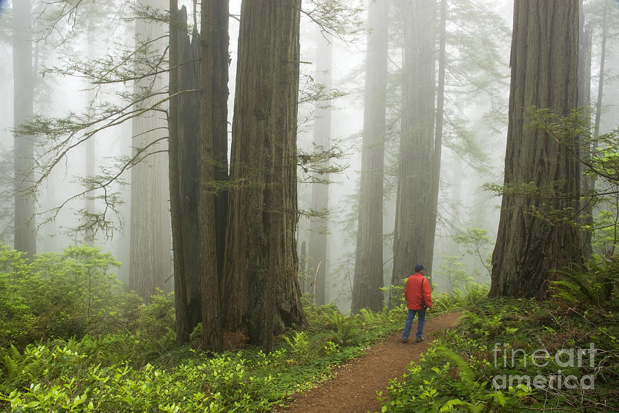 Redwood Forest #8 Photograph by Inga Spence