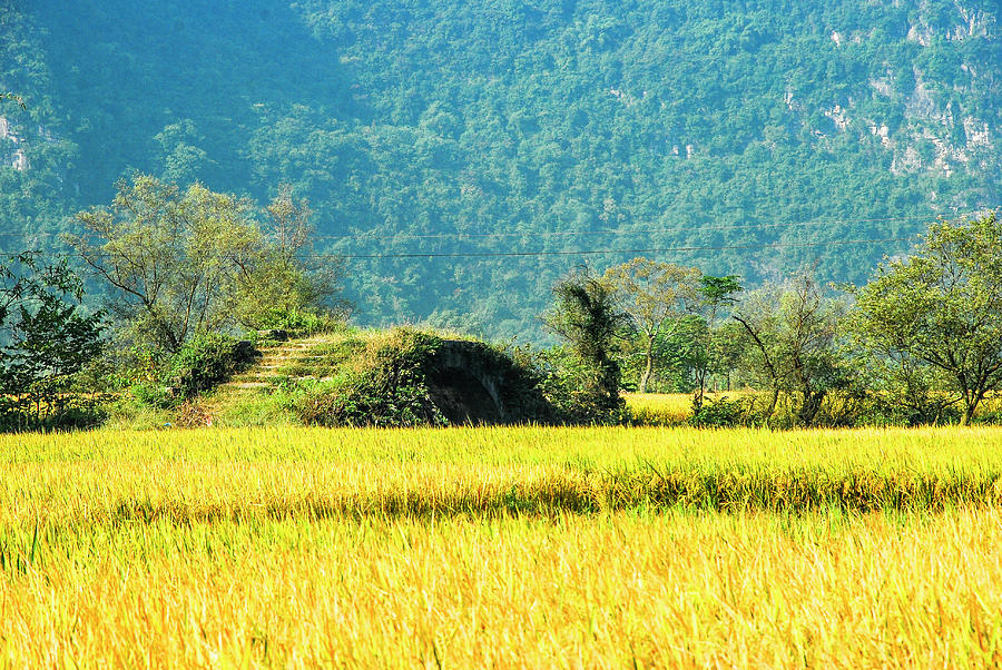 Rice fields scenery in autumn #8 Photograph by Carl Ning