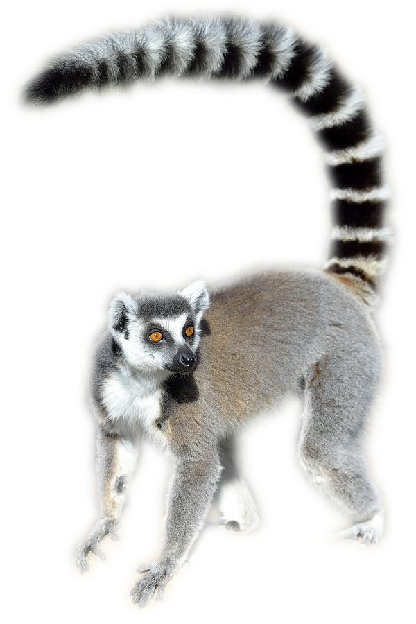 Ring tailed lemur #8 Photograph by George Atsametakis