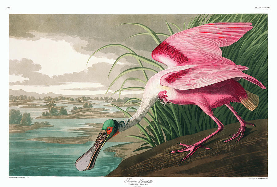 John James Audubon Painting - Roseate Spoonbill #8 by John James Audubon