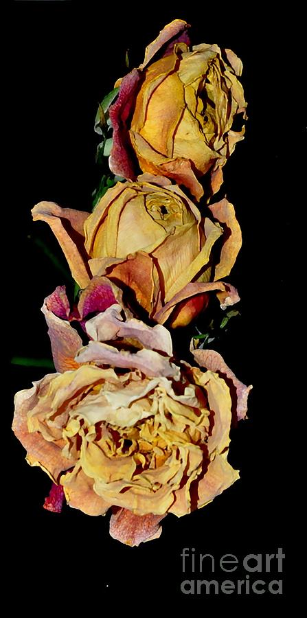Roses #8 Photograph by Sylvie Leandre