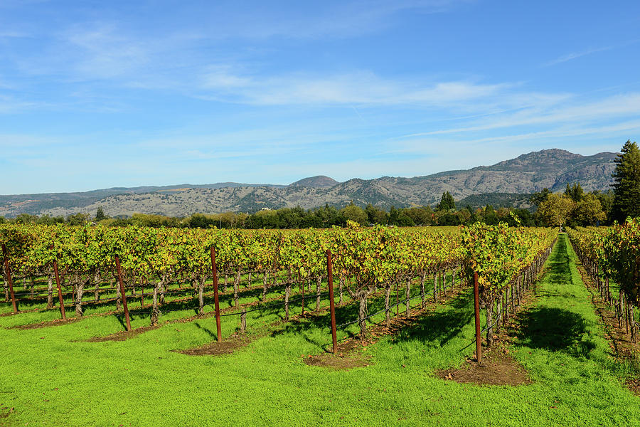 Rows of Grapevines in Napa Valley California #8 Photograph by Brandon Bourdages