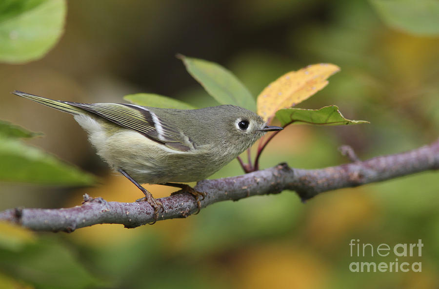 Bird Photograph - Ruby-crowned Kinglet #8 by Gary Wing