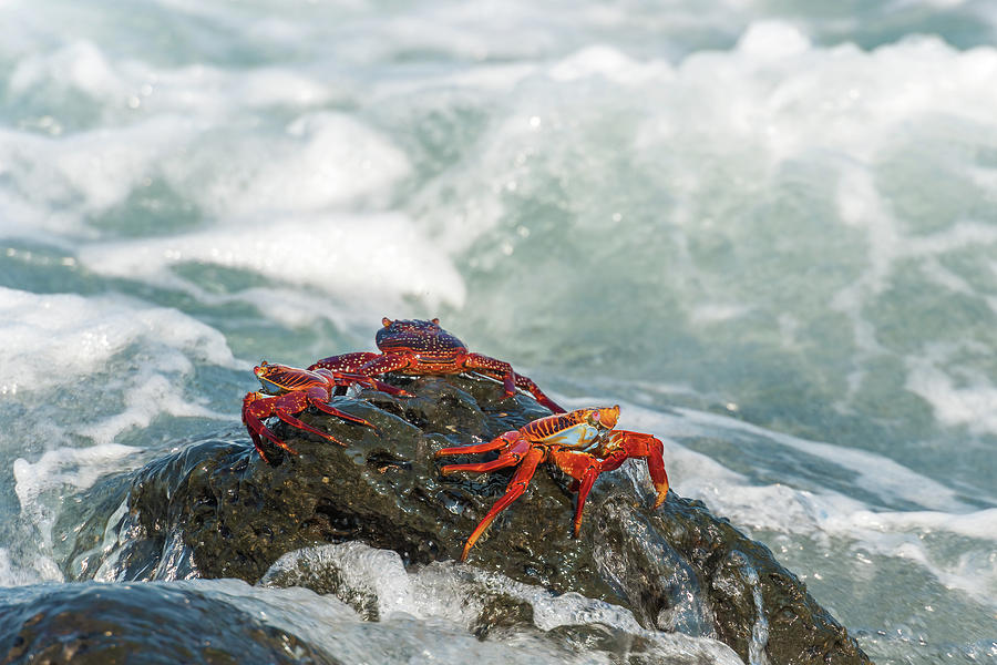 Sally Lightfoot crab on Galapagos Islands #8 Photograph by Marek Poplawski