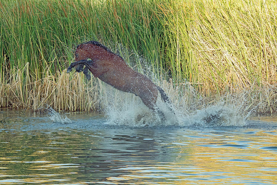 Salt River Wild Horse #8 Photograph by Tam Ryan