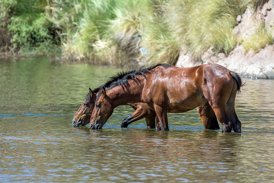 Salt River Wild Horses #8 Photograph by Tam Ryan