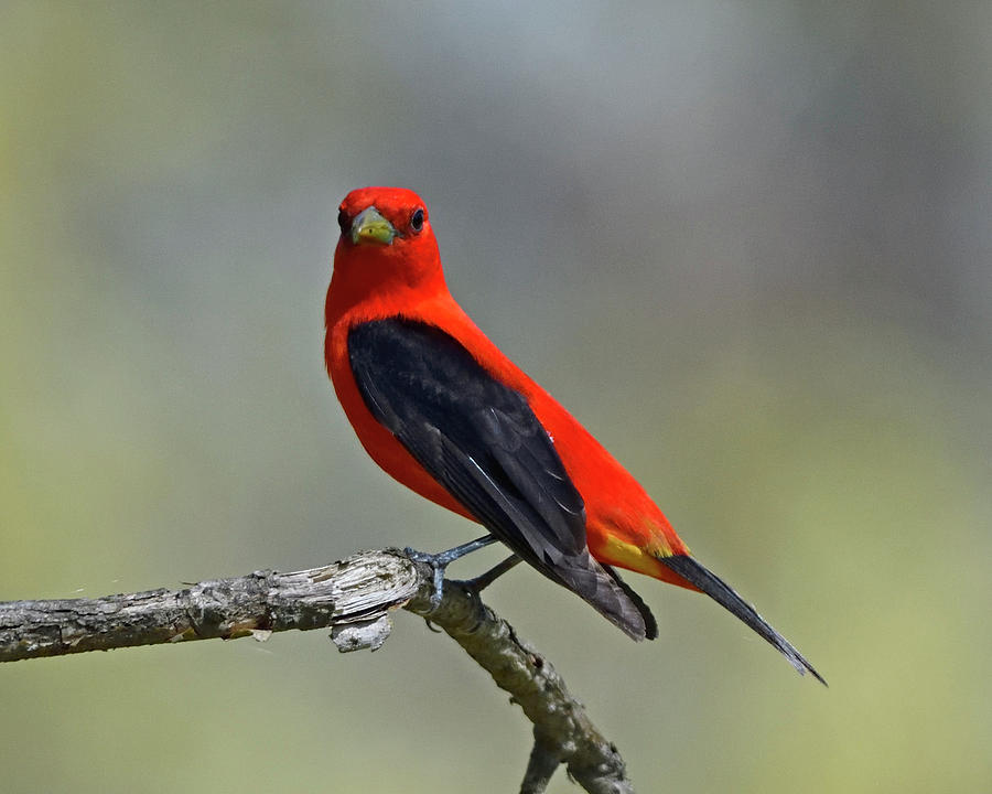 Scarlet Tanager On Branch Photograph