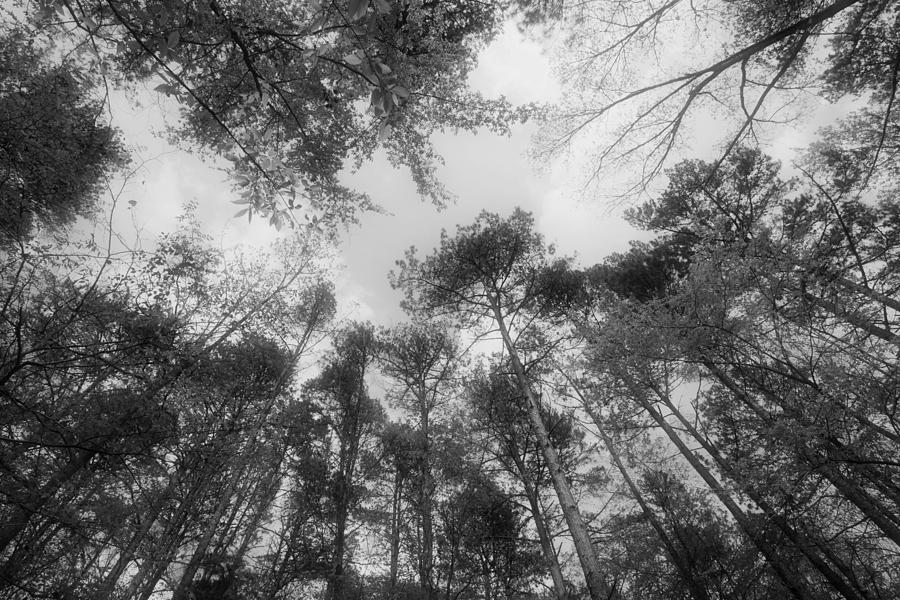 Scenic Forest Trees from East Texas Photograph Picture Fine Art  #8 Photograph by M K Miller
