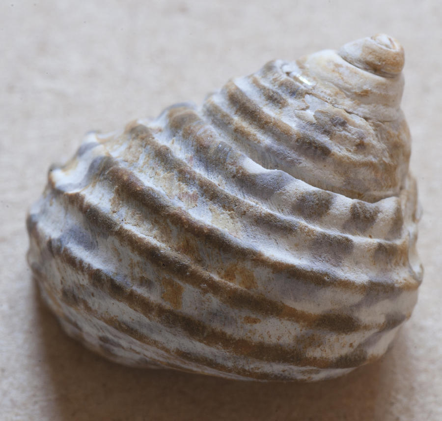Sea shell #8 Photograph by Masami Iida